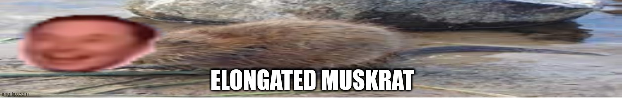 An elongated muskrat which resembles a particular tech giant's CEO
